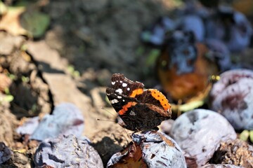 Butterfly (Rusalka Admiral)