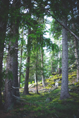 Obraz premium Waldszene