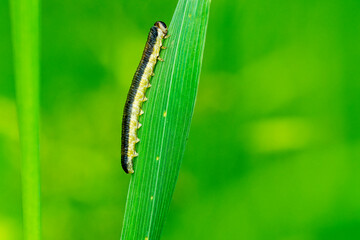 Tenthredinidae sp. (Echte Blattwespe)