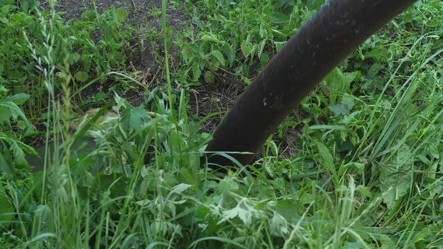 dirty hose pumps out overflowing sewer being pulled out of the sewer manhole. machine for pumping sewage, faeces, sewerage. municipal services in the city