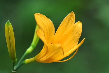 月の光に浮かび咲く