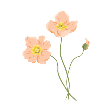 Vector Poppy flowers illustration isolated on white