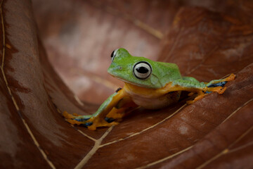 Tree frog on leaves, Gliding frog (Rhacophorus reinwardtii) closeup on dry leaves
