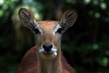 closeup head deer with natural background