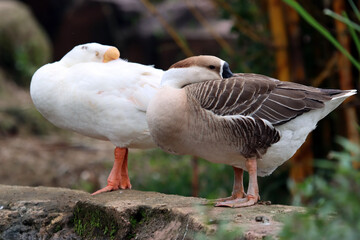 a pair of geese are sunbathing, 
a pair of geese closeup
