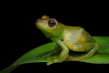 Obraz premium Rhacophorus dulitensis or Jade tree frog closeup on green leave, Baby Zhangixalus dulitensis closeup from side view