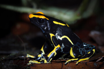 Dendrobates tinctorius 'Alanis' Dyeing Poison Arrow Frog closeup