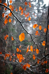 Rainy Mystique: Close-Up of Orange Autumn Leaves in a Foggy and Minimalistic Environment