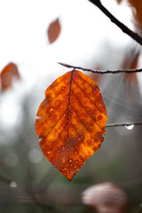 Rainy Mystique: Close-Up of Orange Autumn Leaves in a Foggy and Minimalistic Environment
