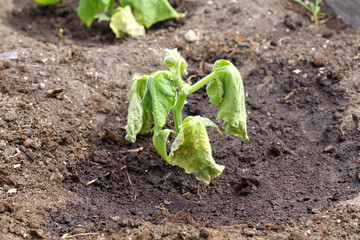 Spoiled cucumber, dry season. Ecological threat in agriculture. Spoiled food. Selective focus