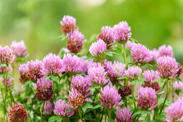 Flowers of violet clover Trifolium repens.The plant is edible, medicinal. Grown as a fodder plant. Selective focus