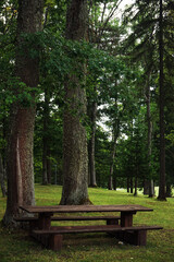 Wooden table and benches in the park with green grass and trees