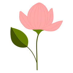 pink rose isolated on white