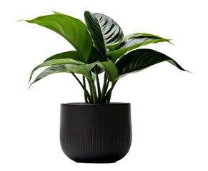 potted plant isolated on white or transparent background cutout. Generative AI
