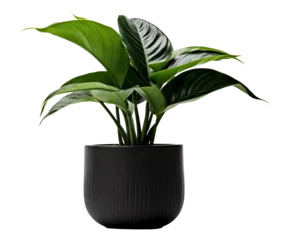 Tuinposter potted plant isolated on white or transparent background cutout. Generative AI © Marcela Ruty Romero