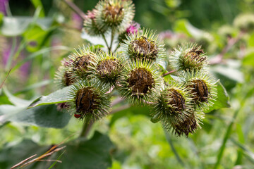 Ladybug on thistle