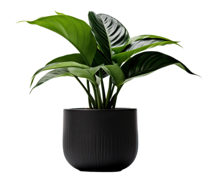 potted plant isolated on white or transparent background cutout. Generative AI