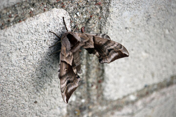 A moth resting on a brick wall