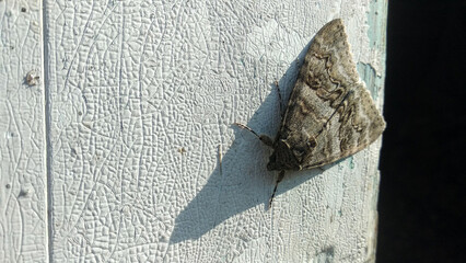 A moth resting on a wall