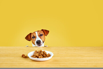 Jack Russell terrier dog eat meal from a table. Funny Hungry dog portrait on Yellow background...