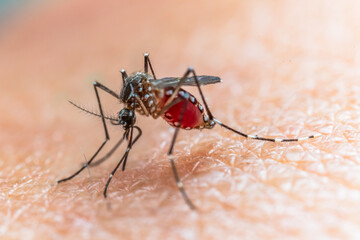 Aedes aegypti Mosquito. Close up a Mosquito sucking human blood,