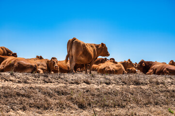 cows lying in a field