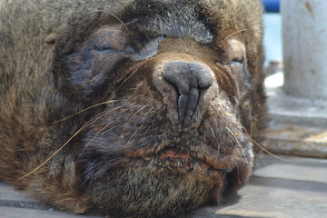 Patagonian sea lion resting in the winter season