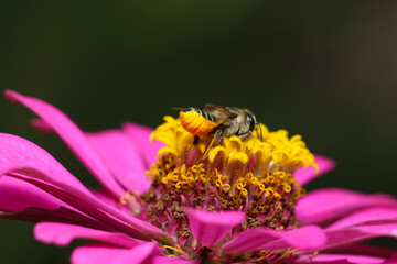 Megachilidae bee collecting pollen on a purple zinnia floweread (Wildlife closeup macro photograph) 
