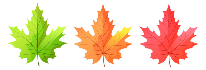 Autumn leaves. Set of maple leaves. Yellow, red and green maple leaves. Vector clipart.