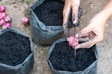 Obraz premium Planting shallots in polybags with natural fertilizers