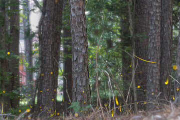 Motion blur shows numerous fireflies emitting streaks of yellow light