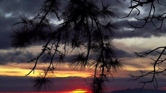 Nature landscape of mountains with pine viwe foreground.  Sunrise and mist in valley like neon lights. 