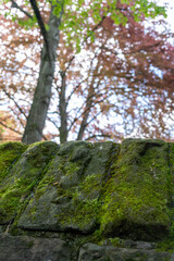 moss-covered stone wall in a park