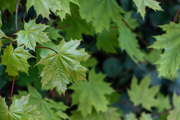 green maple leaves