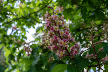 pink and white flowers on a tree branch