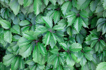 Grape leaves natural background. Green grape foliage close up.