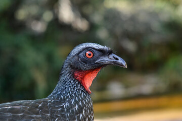 Typical Guan texture and looking