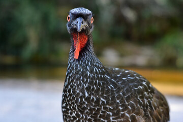Typical Guan texture and looking