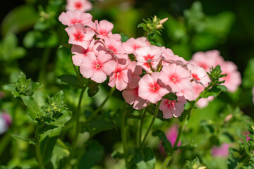 春の緑とフロックスの花