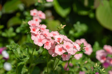 Fototapeta premium 初夏の緑に調和するピンクのフロックス