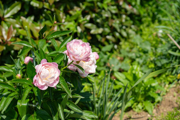 春の公園に咲くシャクヤクの花