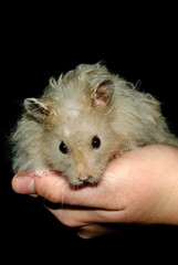 A boy holds his pet hamster.