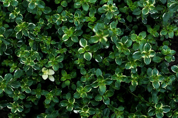 Fototapeta premium green leaves background