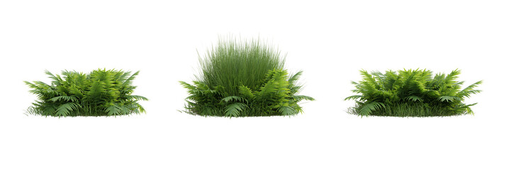 Group of fern leaves on transparent background 3d rendering png © Chayanee