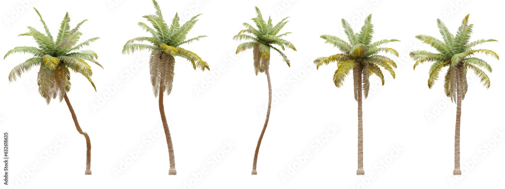 Poster coconut tree isolated on transparent background 3d rendering png