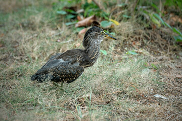 Black-crowned night heron