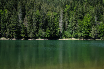 lake in the forest
