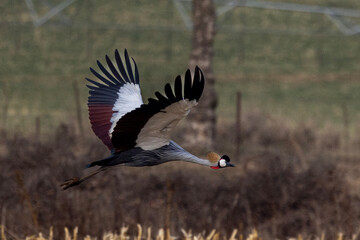 Grey Crowned Crane (Mahem) (Balearica regulorum) in the Karkloof Conservancy