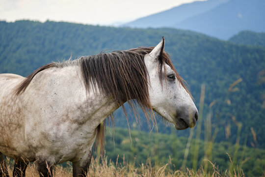 A blond horse standing in a grass field with mountains in the background. Portrait of white horse . Carpathians mountains.  Romania