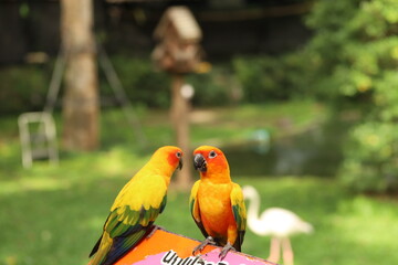 Sun Conure in the zoo